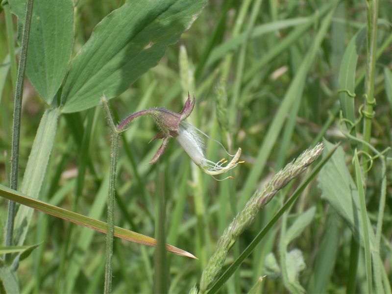 Lathyrus odoratus / Pisello odoroso